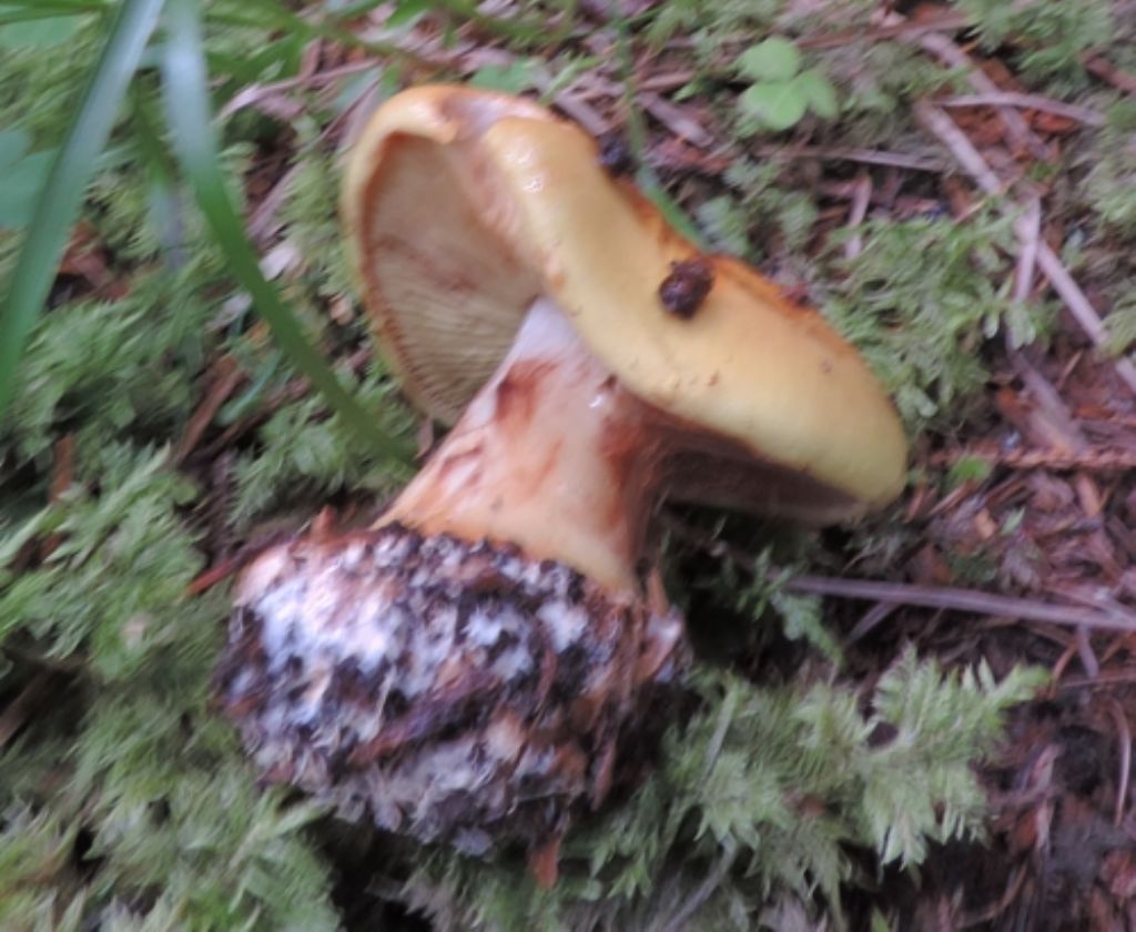 Ancora cortinarius